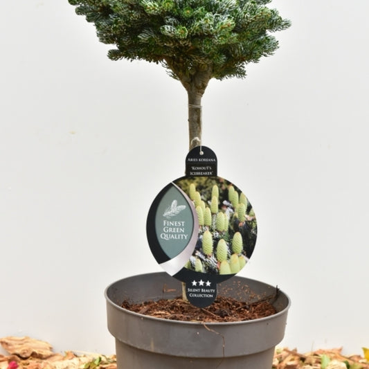 Koreaanse zilverspar (Abies koreana) 'Kohout's Icebreaker'