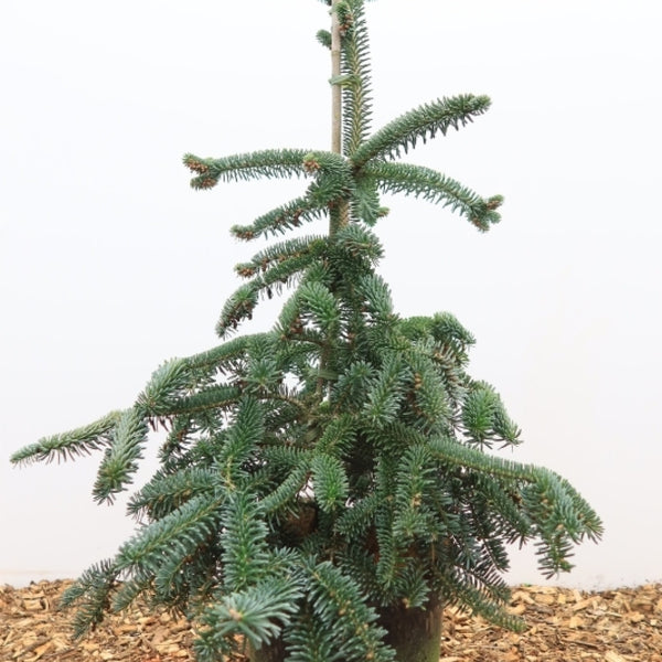 Zilverspar (Abies numidica) 'Pendula'