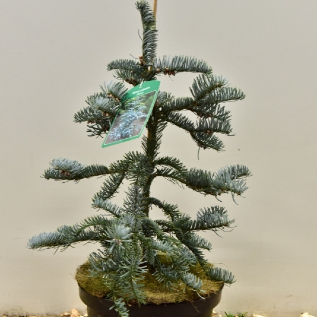 Zilverspar (Abies procera) 'Glauca'
