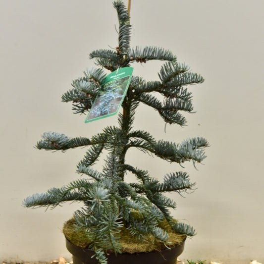 Zilverspar (Abies procera) 'Glauca'
