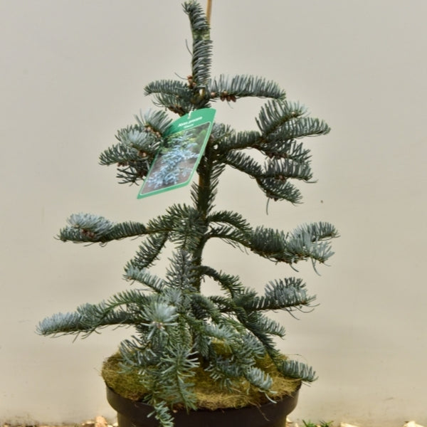 Zilverspar (Abies procera) 'Glauca'