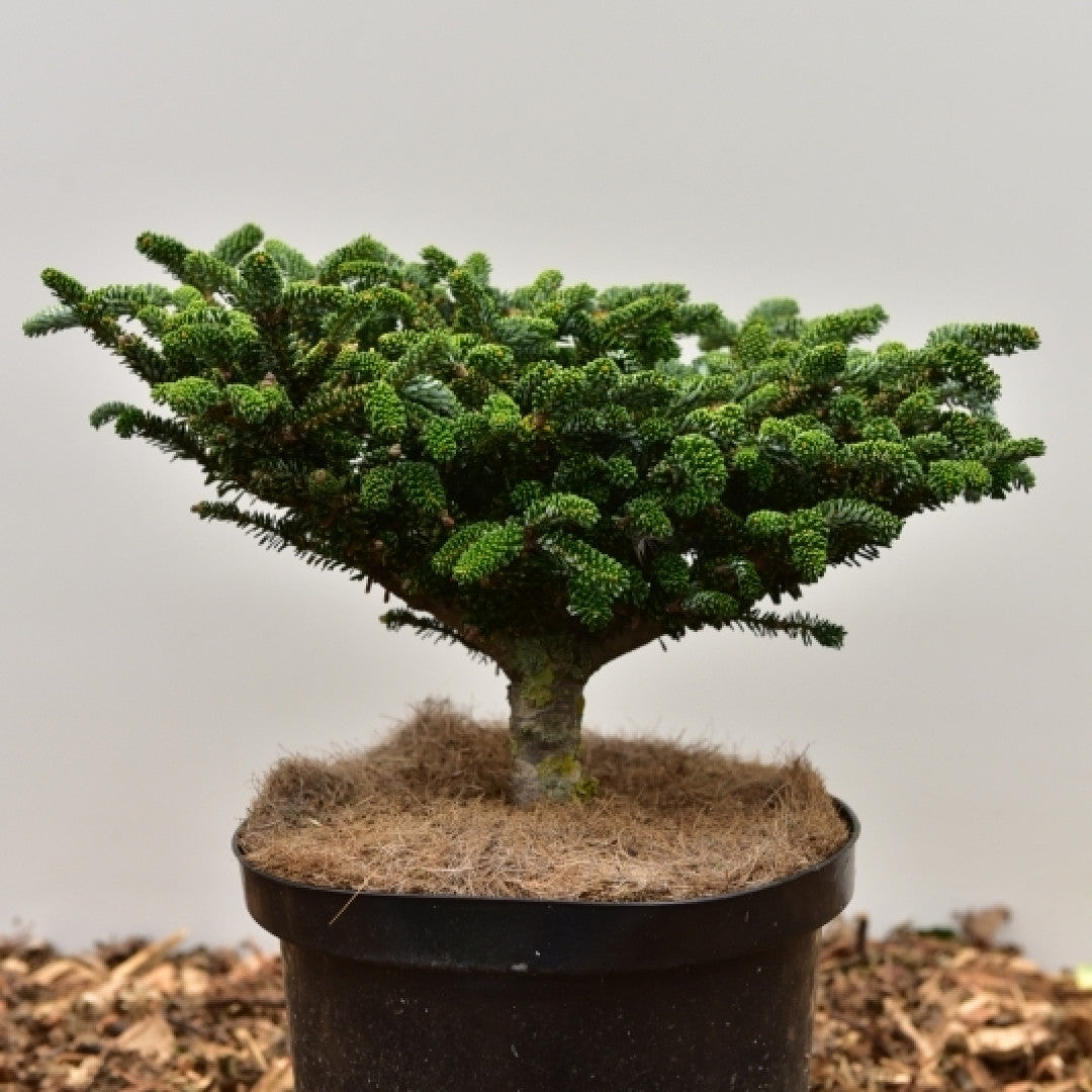 Koreaanse zilverspar (Abies koreana) 'Oberon'