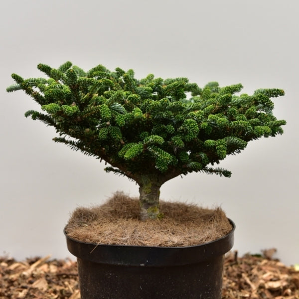 Koreaanse zilverspar (Abies koreana) 'Oberon'