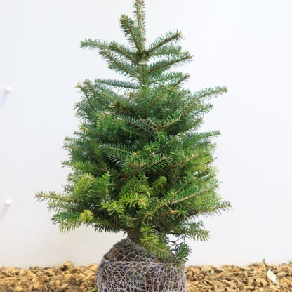 Koreaanse zilverspar (Abies koreana)