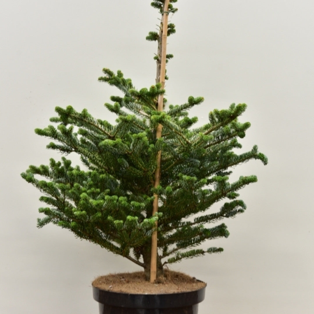 Koreaanse zilverspar (Abies koreana) 'Silver Show'