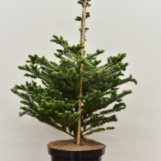 Koreaanse zilverspar (Abies koreana) 'Silver Show'