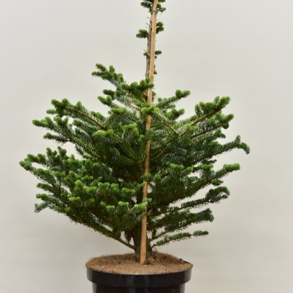 Koreaanse zilverspar (Abies koreana) 'Silver Show'