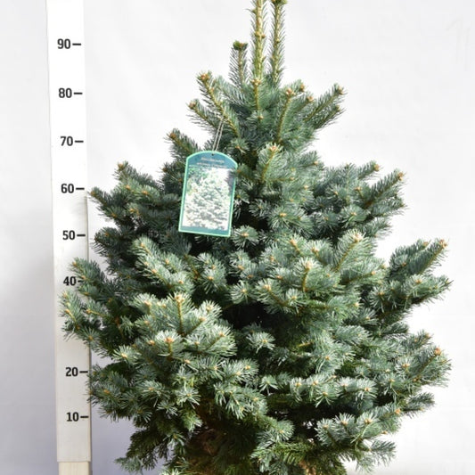 Zilverspar (Abies lasiocarpa) 'Compacta'