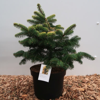 Nordmannspar (Abies nordmanniana) 'Midwinter Gold'