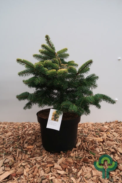 Nordmannspar (Abies nordmanniana) 'Midwinter Gold'