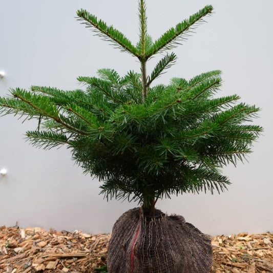 Nordmannspar (Abies nordmanniana)
