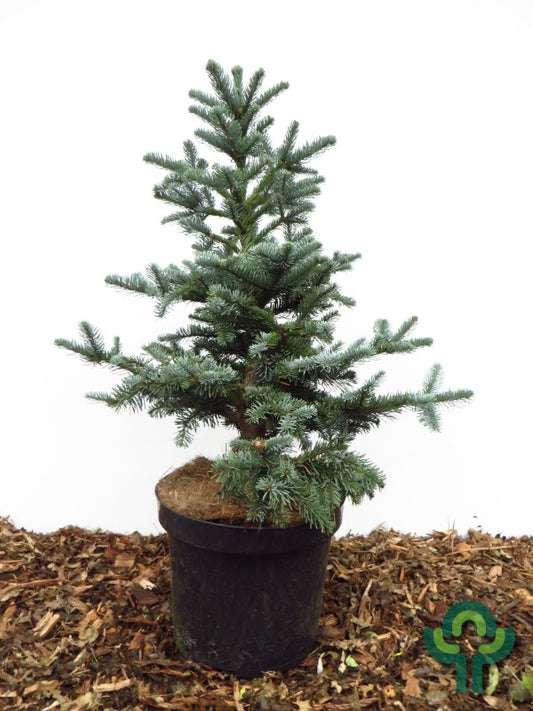 Zilverspar (Abies procera) 'Bizarro'