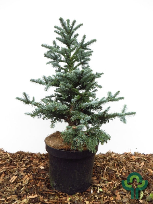Zilverspar (Abies procera) 'Bizarro'