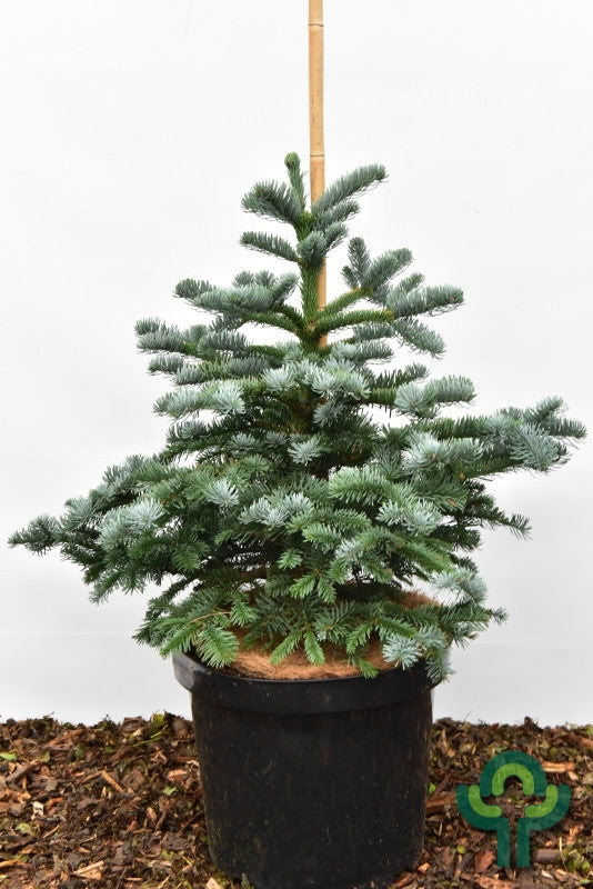 Zilverspar (Abies procera) 'Bizarro'