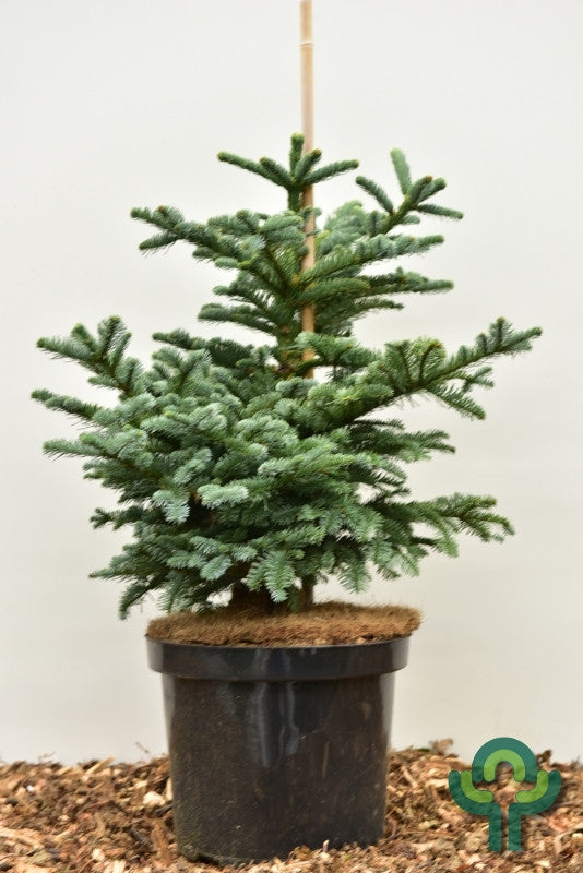 Zilverspar (Abies procera) 'Bizarro'