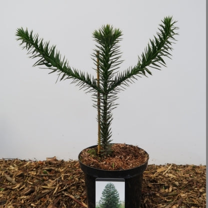 Apenboom (Araucaria araucana)
