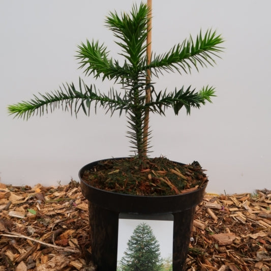 Apenboom (Araucaria araucana)