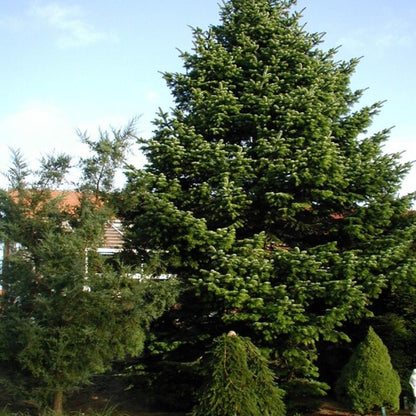 Nordmannspar (Abies nordmanniana)