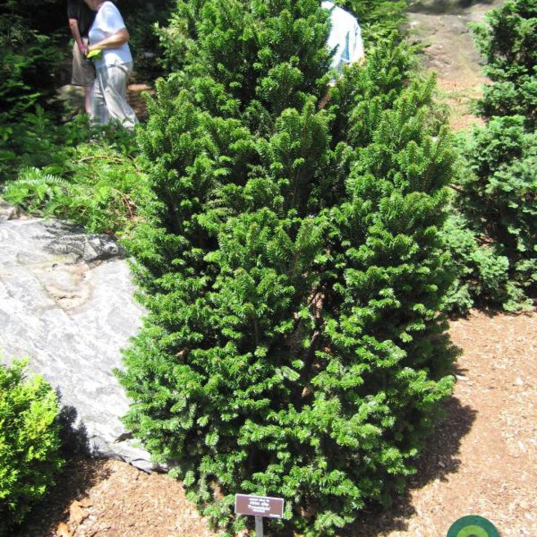 Zilverspar (Abies alba) 'Pyramidalis'