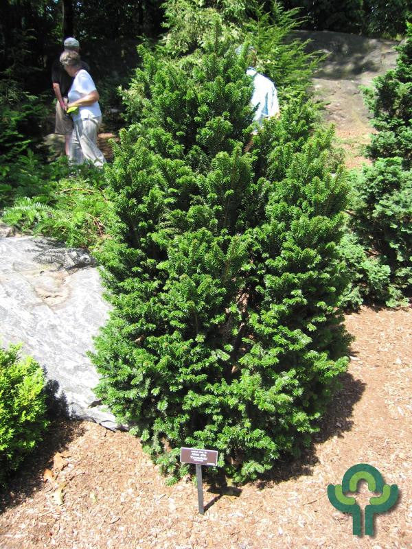 Zilverspar (Abies alba) 'Pyramidalis'