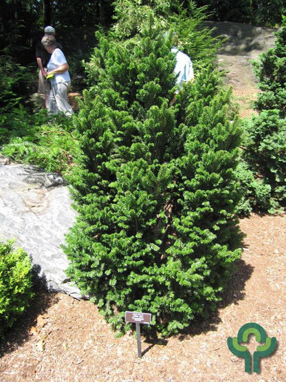Zilverspar (Abies alba) 'Pyramidalis'