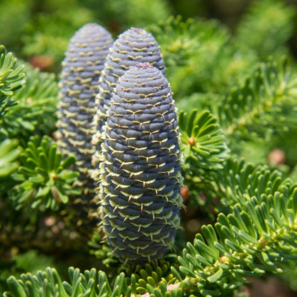 Koreaanse zilverspar (Abies koreana)