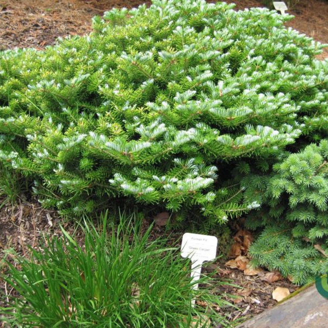 Koreaanse zilverspar (Abies koreana) 'Green Carpet'