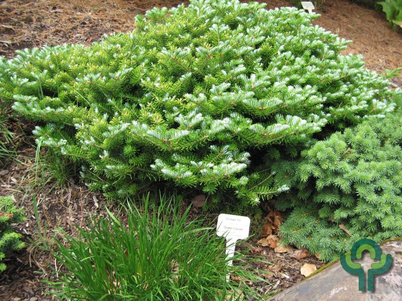 Koreaanse zilverspar (Abies koreana) 'Green Carpet'