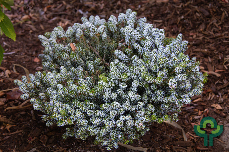Koreaanse zilverspar (Abies koreana) 'Kohout's Icebreaker'