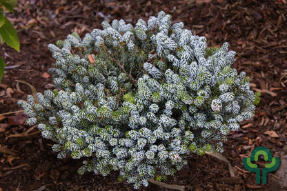 Koreaanse zilverspar (Abies koreana) 'Kohout's Icebreaker'