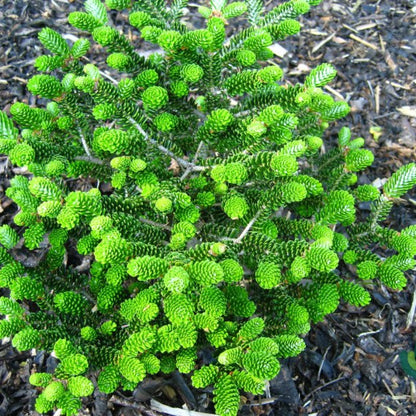 Koreaanse zilverspar (Abies koreana) 'Oberon'