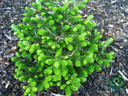 Koreaanse zilverspar (Abies koreana) 'Oberon'