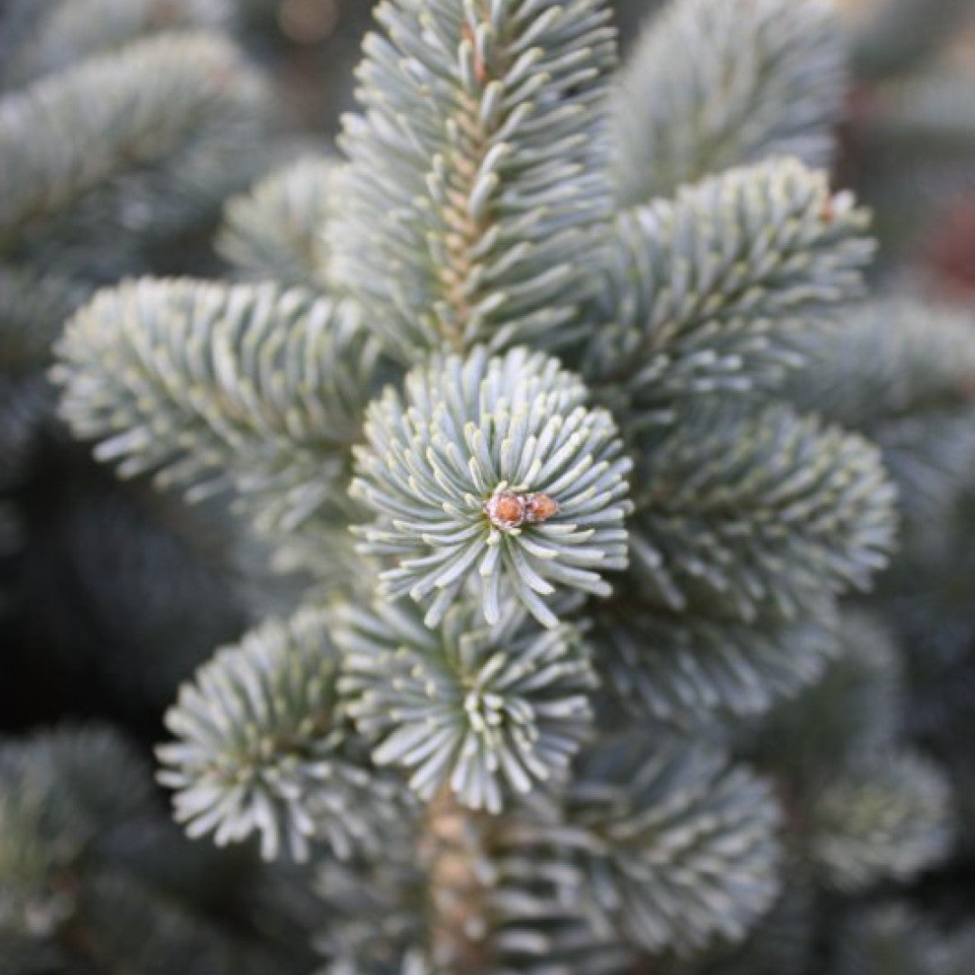 Zilverspar (Abies lasiocarpa) 'Compacta'