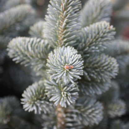 Zilverspar (Abies lasiocarpa) 'Compacta'