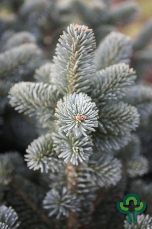 Zilverspar (Abies lasiocarpa) 'Compacta'