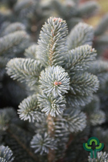 Zilverspar (Abies lasiocarpa) 'Compacta'