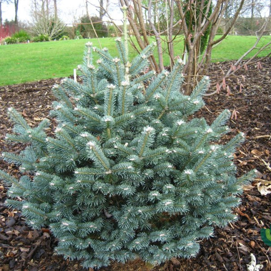 Zilverspar (Abies lasiocarpa) 'Compacta'