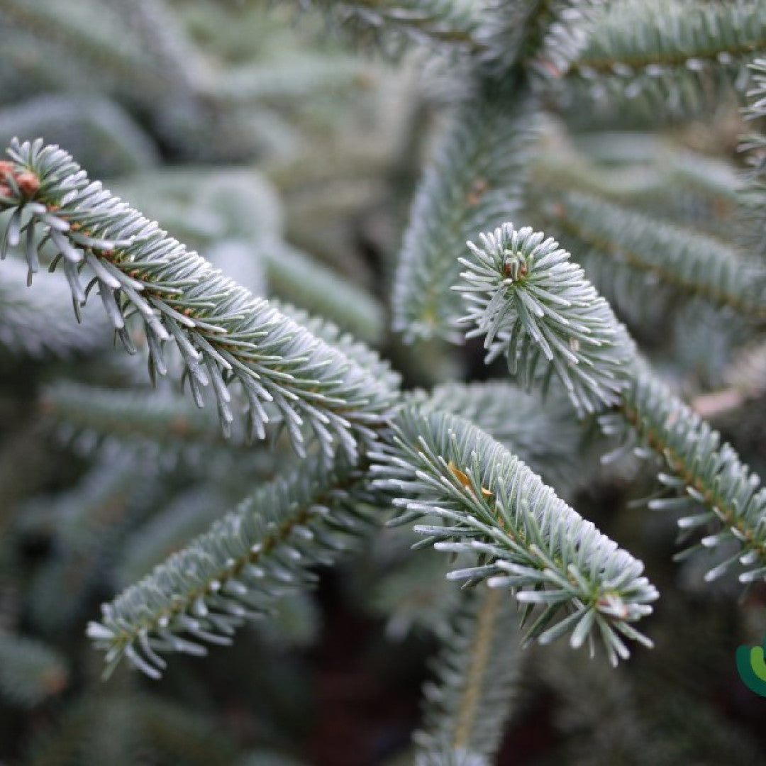 Zilverspar (Abies numidica) 'Pendula'