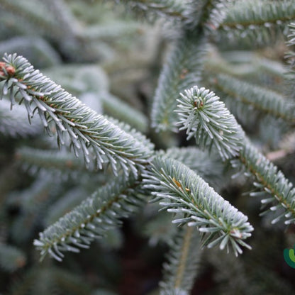Zilverspar (Abies numidica) 'Pendula'