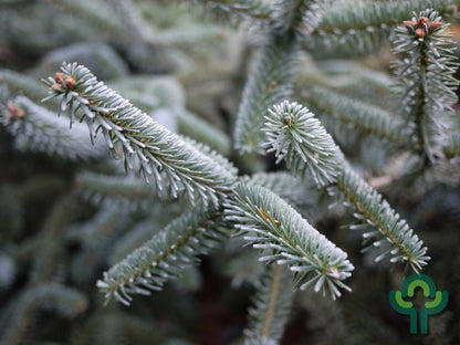 Zilverspar (Abies numidica) 'Pendula'
