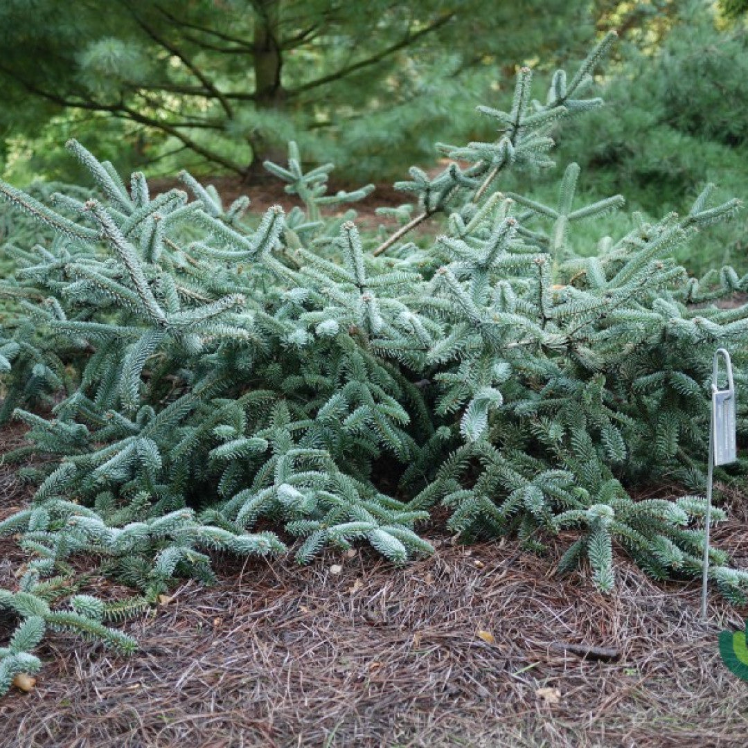 Zilverspar (Abies numidica) 'Pendula'