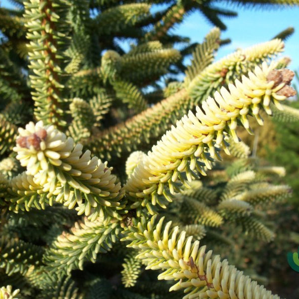 Spaanse zilverspar (Abies pinsapo) 'Aurea'