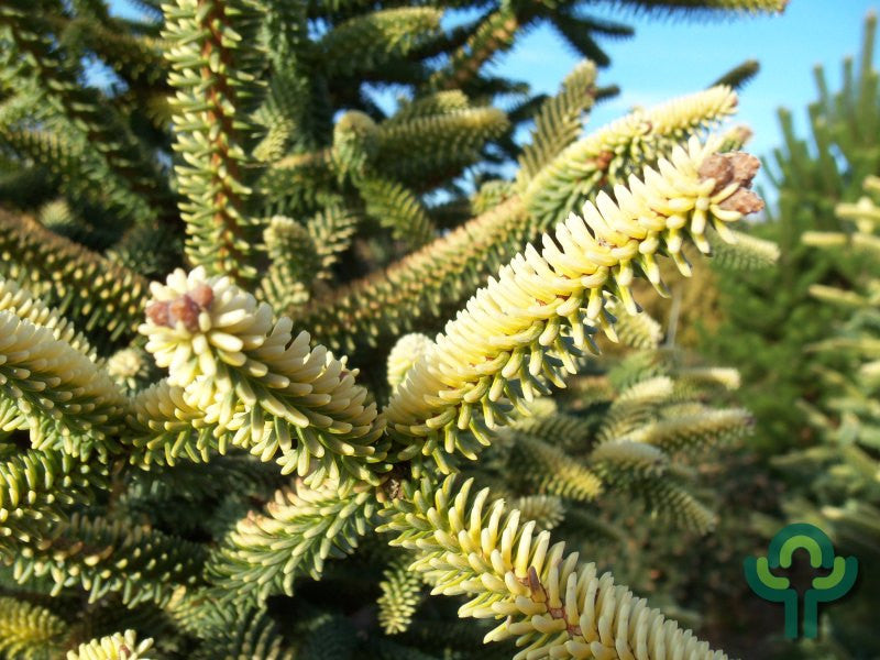 Spaanse zilverspar (Abies pinsapo) 'Aurea'