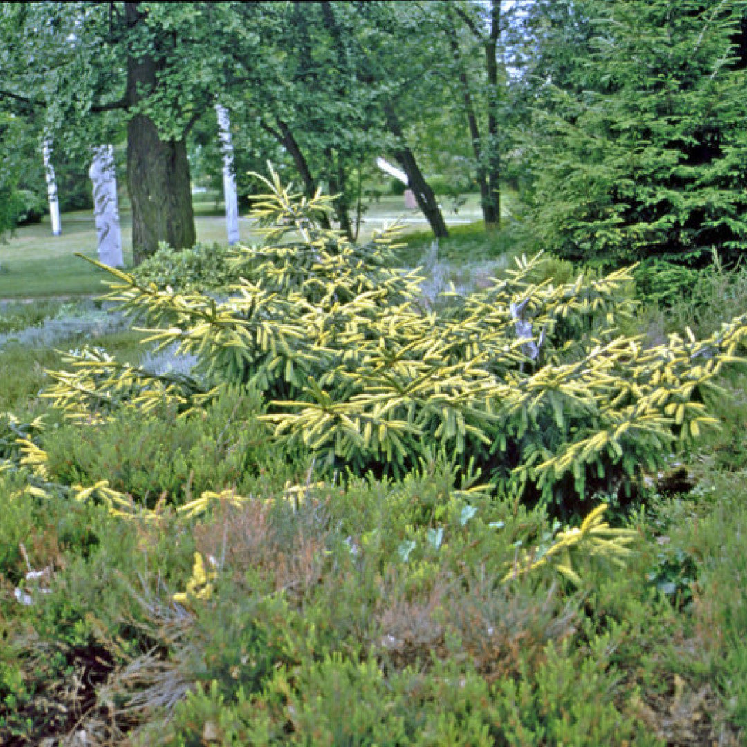 Spaanse zilverspar (Abies pinsapo) 'Aurea'