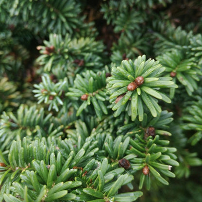 Balsemspar (Abies balsamea) 'Nana'