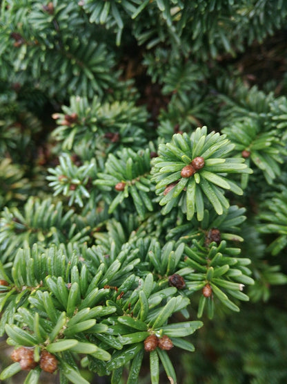 Balsemspar (Abies balsamea) 'Nana'