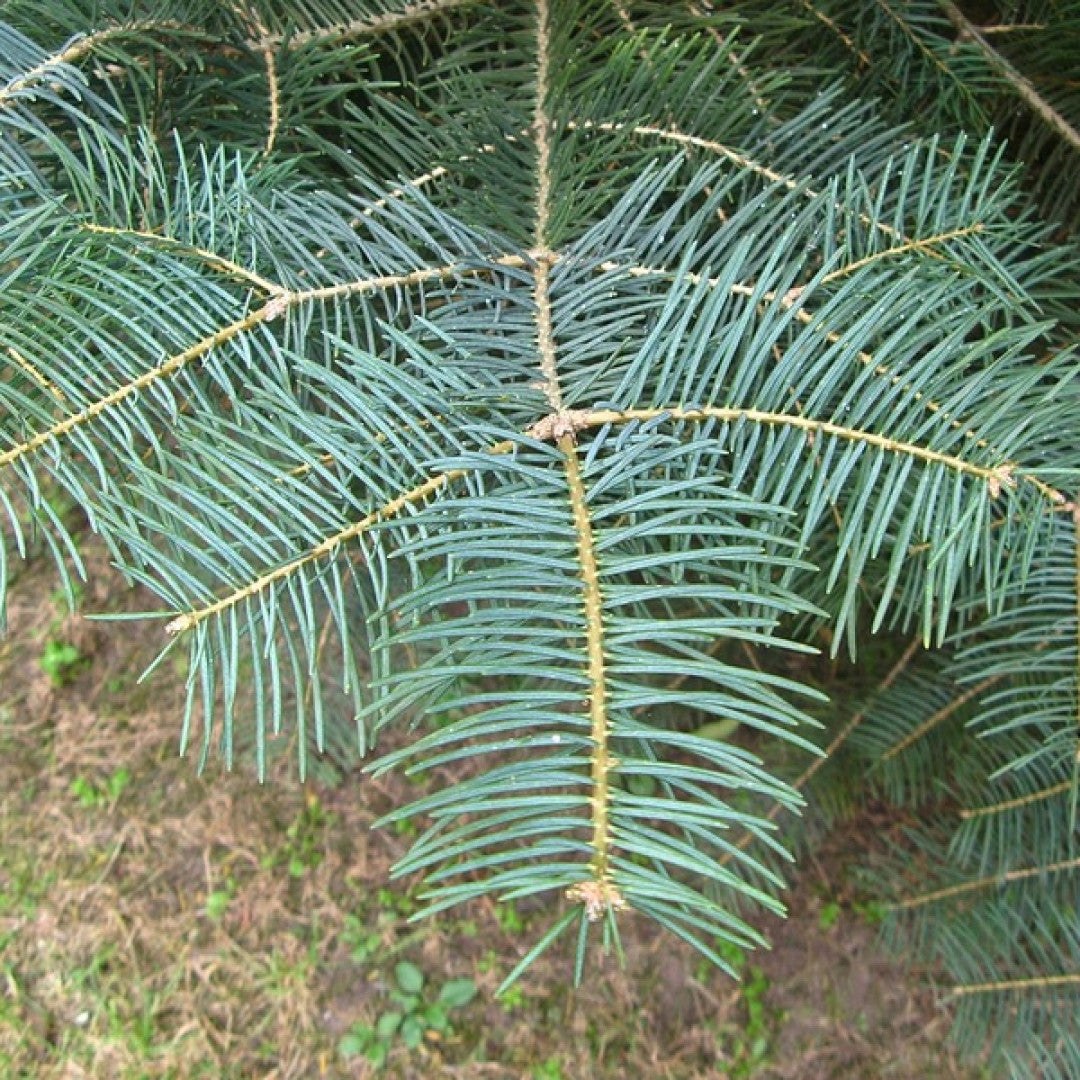 Coloradospar (Abies concolor)