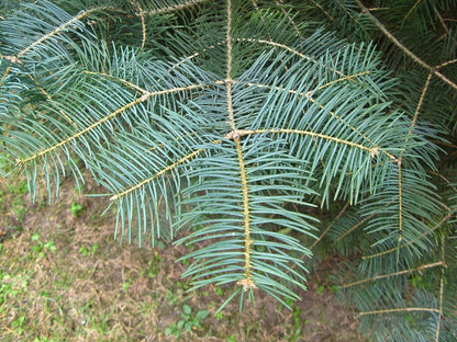 Coloradospar (Abies concolor)