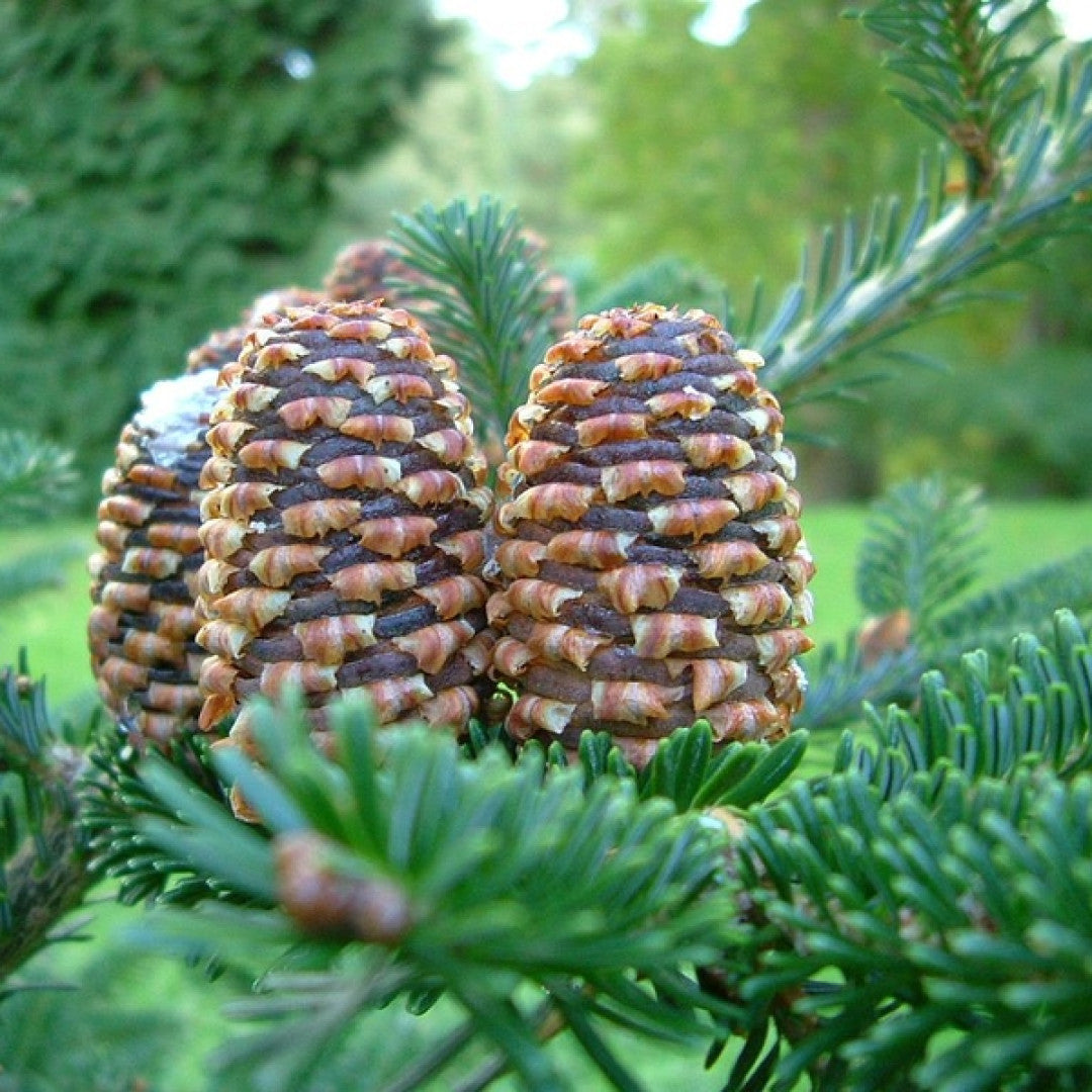 Fraserspar (Abies fraseri)