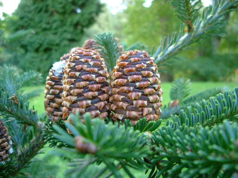 Fraserspar (Abies fraseri)